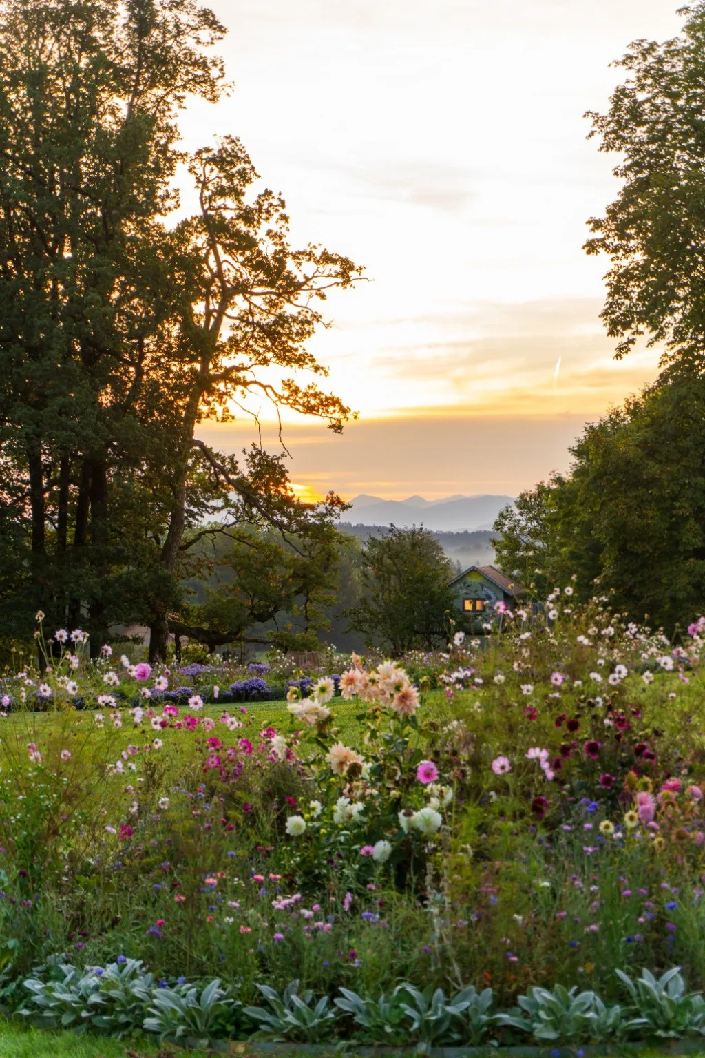 Blumenwiese im Abendlicht