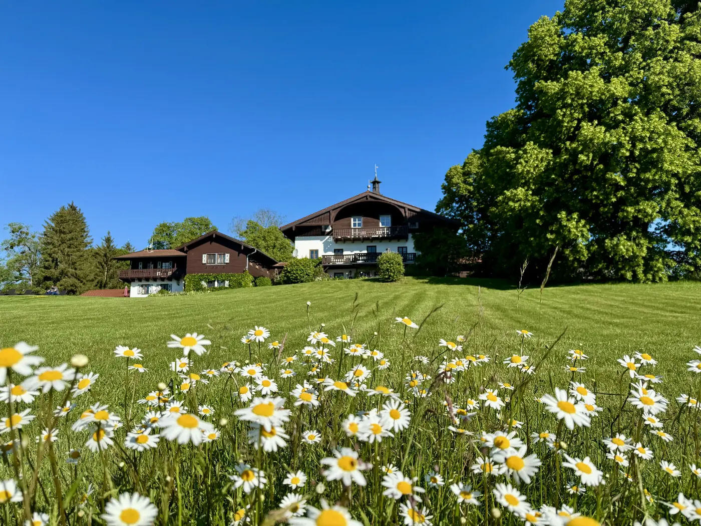 Gutshaus hinter blühender Gänseblümchenwiese